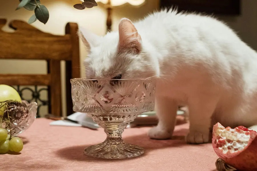 Alimentos Tóxicos Que Podem Matar Seu Pet