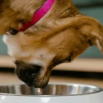 Ração ou Comida Caseira