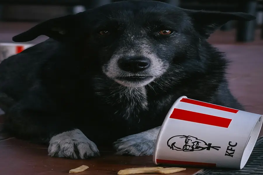 Seu Pet Precisa de uma Dieta Melhor