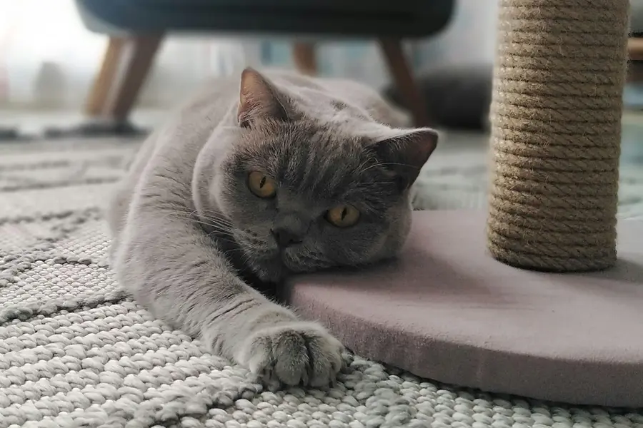 5 Truques Que Funcionam: Como Impedir Que Seu Gato Arranhe Seus Móveis