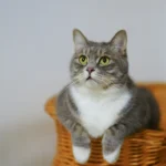Por Que Seu Gato Evita a Caixa de Areia