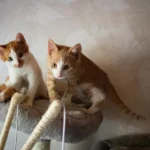 Brinquedos Mais Baratos e Engenhosos Para Gatos