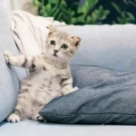Por Que Seu Gato Está Tentando Falar com Você? Entenda Agora