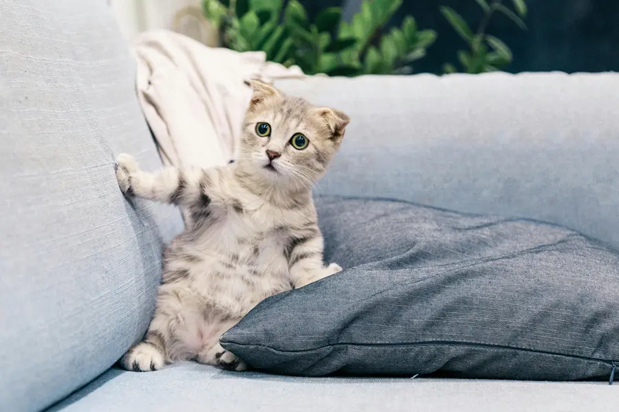 Por Que Seu Gato Está Tentando Falar com Você? Entenda Agora