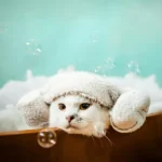 banho em gatos