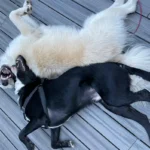 Saúde dental do cão