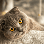 Por Que Gato Ronrona