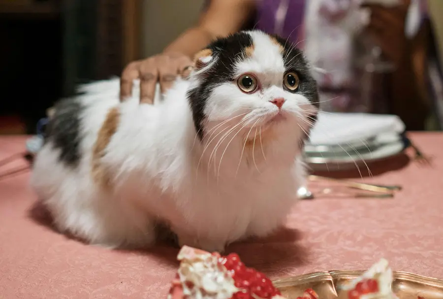 como fazer gato gostar de mim