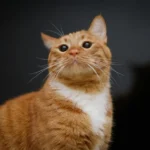 como-gato-pega-raiva