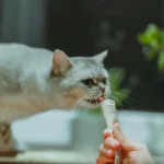 o que gato não pode comer