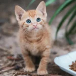 o-que-gato-pode-comer